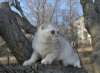 Photo №2 to announcement № 13737 for the sale of scottish fold - buy in Russian Federation from nursery