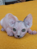 Photo №1. sphynx-katze - for sale in the city of Zaporizhia | 423$ | Announcement № 123975