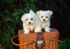 Photo №1. maltese dog - for sale in the city of Kalopanayiotis | Is free | Announcement № 120462