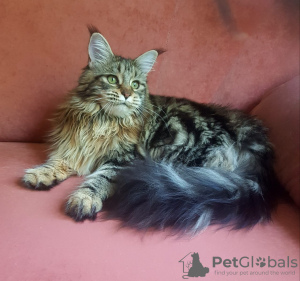 Photo №1. maine coon - for sale in the city of Kharkov | 554$ | Announcement № 7188
