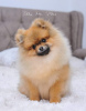 Photo №4. I will sell pomeranian in the city of Werbass. breeder - price - negotiated