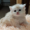 Photo №1. scottish fold - for sale in the city of Minsk | negotiated | Announcement № 62907