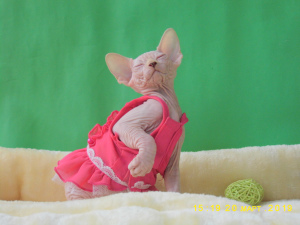 Photo №1. sphynx-katze - for sale in the city of Kaliningrad | 314$ | Announcement № 3899