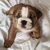 Photo №2 to announcement № 107193 for the sale of english bulldog - buy in Germany breeder