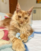 Photo №2 to announcement № 103203 for the sale of maine coon - buy in Germany 