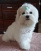 Photo №1. maltese dog - for sale in the city of Kiev | 800$ | Announcement № 18096