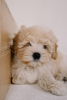 Additional photos: Maltipoo F1