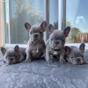 Photo №1. french bulldog - for sale in the city of New York | 350$ | Announcement № 114719