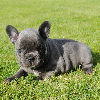 Photo №2 to announcement № 70876 for the sale of french bulldog - buy in Germany private announcement, breeder