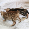 Photo №1. bengal cat - for sale in the city of Калифорния | Is free | Announcement № 81245