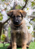 Photo №1. german shepherd - for sale in the city of Kragujevac | negotiated | Announcement № 97652