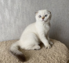 Photo №4. I will sell scottish fold in the city of Кириши. breeder - price - 340$