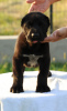 Additional photos: Central Asian Shepherd Dog puppies