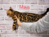 Photo №4. I will sell bengal cat in the city of Dnipro. from nursery - price - 1100$