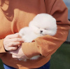 Photo №3. Cute tinny teacup Pomeranian puppy. United States