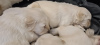 Photo №1. golden retriever - for sale in the city of Los Angeles | 700$ | Announcement № 108832