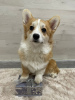 Photo №2 to announcement № 41302 for the sale of welsh corgi - buy in Russian Federation from nursery