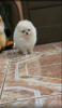 Photo №4. I will sell pomeranian in the city of Berlin. private announcement - price - 380$