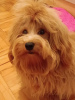 Photo №4. I will sell havanese dog in the city of Belgrade.  - price - negotiated