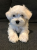 Photo №1. maltese dog - for sale in the city of Pennsylvania Furnace | 350$ | Announcement № 127566