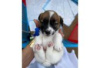 Photo №1. jack russell terrier - for sale in the city of Berlin | Is free | Announcement № 126944