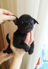 Photo №4. I will sell chihuahua in the city of Munich. breeder - price - 269$