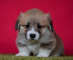 Photo №1. welsh corgi - for sale in the city of Arkhangelsk | negotiated | Announcement № 1743