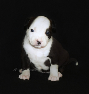 Photo №3. Amstaff's lovely puppies. Russian Federation