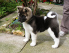 Photo №1. akita - for sale in the city of Москва | Is free | Announcement № 10109