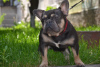 Photo №4. I will sell french bulldog in the city of Odessa. breeder - price - 550$