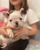 Photo №4. I will sell french bulldog in the city of Шёневальде. private announcement - price - 260$
