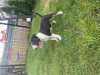 Photo №2 to announcement № 66861 for the sale of bull terrier - buy in Poland breeder