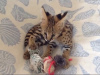 Photo №2 to announcement № 65462 for the sale of savannah cat - buy in Sweden private announcement