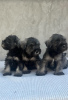 Photo №1. schnauzer - for sale in the city of Belgrade | negotiated | Announcement № 117743