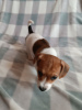 Photo №4. I will sell jack russell terrier in the city of Karlovy Vary. breeder - price - negotiated