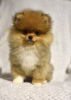 Photo №2 to announcement № 103392 for the sale of pomeranian - buy in Serbia breeder