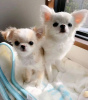 Photo №2 to announcement № 124471 for the sale of chihuahua - buy in United States breeder