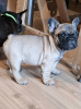 Photo №4. I will sell french bulldog in the city of Smederevo. breeder - price - negotiated