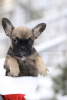 Additional photos: Amazing rare color French Bulldog Merle puppy male and female