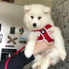 Photo №2 to announcement № 95072 for the sale of samoyed dog - buy in Germany private announcement