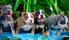 Photo №1. american bully - for sale in the city of Dettenheim | negotiated | Announcement № 52290