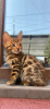 Photo №4. I will sell bengal cat in the city of Almaty. private announcement - price - 500$