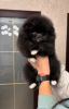 Photo №1. pomeranian - for sale in the city of Bobruisk | 500$ | Announcement № 25735