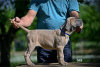 Additional photos: Cane Corso puppies