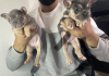 Photo №1. french bulldog - for sale in the city of Avdiivka | negotiated | Announcement № 10178