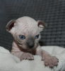 Photo №4. I will sell sphynx cat in the city of New York.  - price - 1000$