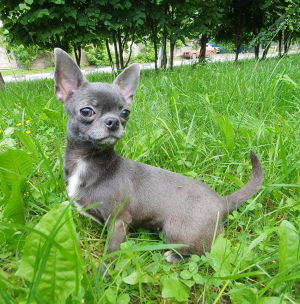 Photo №1. chihuahua - for sale in the city of Москва | 402$ | Announcement № 2439