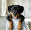 Photo №1. rottweiler - for sale in the city of Wrocław | Is free | Announcement № 46542