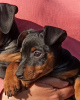 Photo №1. miniature pinscher - for sale in the city of Kiev | 547$ | Announcement № 10578