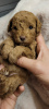 Additional photos: Toy poodle